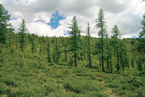 Rozvolněný modřínový (Larix sibirica) les s podrostem keřové břízy okrouhlolisté (Betula rotundifolia – B. nana agg.) na horní hranici lesa na Ulaganské plošině v centrálním Altaji. Je to pravděpodobná analogie středoevropské pleistocenní lesotundry. Foto M. Chytrý
<br/>
<br/>