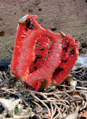 Mřížovka červená (Clathrus ruber) z chorvatského ostrova Rab. Uvnitř tmavé výtrusorodé pletivo – gleba. Foto M. Král
<br/>
<br/>