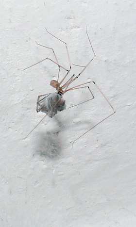 Třesavka velká (Pholcus phalangioides) požírá svou kořist. Foto P. Pech