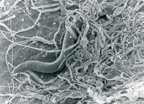 Nenarušený bukový opad s „ultrami¬krolesem“ houbových hyf s háďátkem (Nematoda) a krytenkami (Testacea). Foto J. Rusek