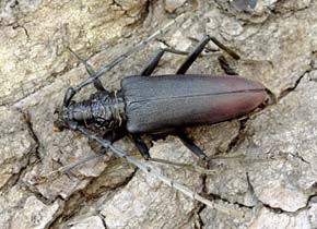 Tesařík obrovský (Cerambyx cerdo) je typickým obyvatelem starých solitérních dubů. Foto S. Krejčík