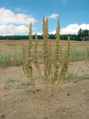 Habitus plodného jedince merlíku hroznového (Chenopodium botrys). Pískovna u Bzence. Foto K. Fajmon
<br/>
<br/>