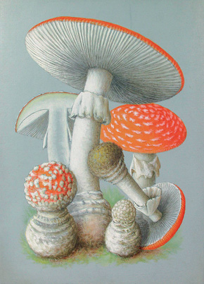 U Františka Tyttla málokdy takto zvítězil pohled umělce nad strohostí vědecké ilustrace. Muchomůrka červená Amanita muscaria). Foto z archivu Západočeského muzea v Plzni
<br/>