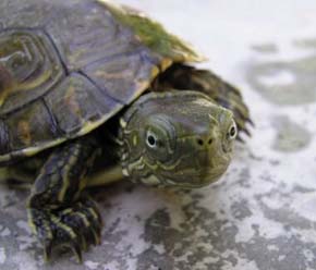 Mauremys leprosa zizi -Mladá želva Mauremys leprosa zizi, lokální endemický poddruh z datlovníkových oáz v povodí řeky Oued Ziz na Sahaře v jihovýchodním Maroku, popsaný teprve v r. 1996. Foto M. Velechovský