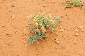 Plodná rostlina hlíznaté dřišťálovité Leontice armeniacum v syrské poušti nedaleko Palmyry. Foto P. Sekerka
