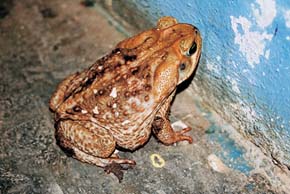 Ropucha obrovská (Chaunus marinus) je v llanos běžná i u lidských sídel, kde v noci loví hmyz přilákaný pouličním osvětlením. Foto A. Funk