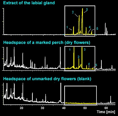 chromatograms