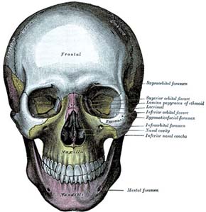 Lebka z Anatomie lidského těla anglického chirurga a demonstrátora anatomie H. Graye ve vydání z r. 1918 ve Filadelfii s 1 247 efektními rytinami, mnohými tištěnými barevně. Archiv M. Chumchalové