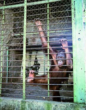 Zoologické zahrady na indonéském ostrově Sumatra jsou spíše odvrácenou stranou chovu zvířat v zajetí. Smutný pohled na jednoho z nejohroženějších druhů primátů - orangutana (Pongo pygmaeus) v Zoo Bukittinggi. Foto I. H. Tuf 