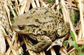 Ropucha obecná (Bufo bufo) z okolí Letovic. Foto V. Janoušek