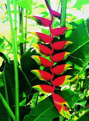 K nejkrásnějším druhům helikónií s převislým květenstvím patří helikónie zobanitá (Heliconia rostrata). Foto J. Májsky 