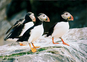 Papuchalk ploskozobý (Fratercula arctica). Severní pobřeží. Foto Z. Hubálek