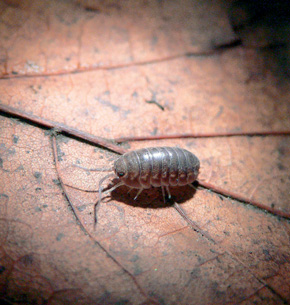 Suchozemský stejnonožec Cylisticus convexus obývá suť nad Zbrašovskými aragonitovými jeskyněmi v celé její hloubce a běžně se vyskytuje také přímo v jeskyních. Foto J. Mikula