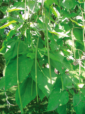 Tobolka a list katalpy trubačovité (Catalpa bignonioides. Foto J. Mertelík