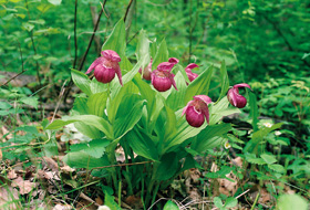 Střevíčník velkokvětý (Cypripedium macranthum) je druhem listnatých a smíšených lesů Asie. Foto E. a P. Součkovi