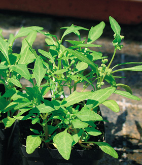 Merlík červený (Chenopodium rubrum) kvete jako pětidenní semenáček, ale také později, třeba ve stáří čtyř týdnů. Kvítky jsou velmi drobné, snadno uniknou pozornosti. Přesto je tento druh vhodným modelem pro studium genetické regulace kvetení. Foto H. Štorchová