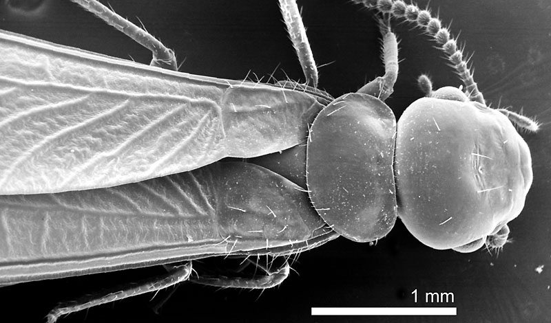 Prorhinotermes simplex