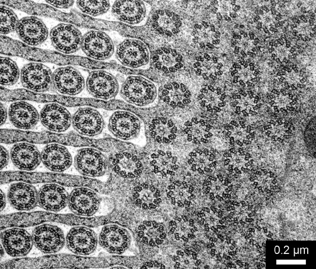 interstinal symbionts II