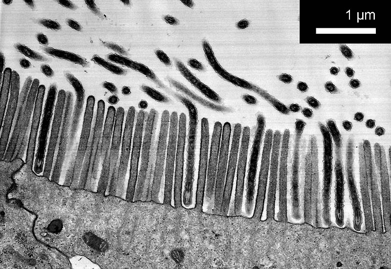 bacteria mimic microvilli