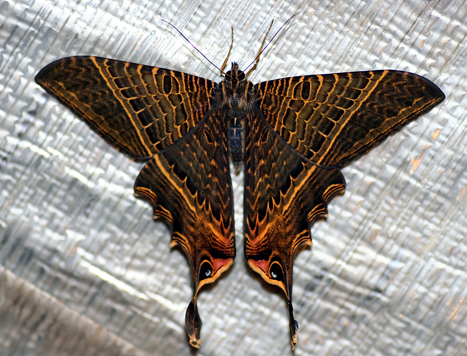 lepidoptera, uraniidae