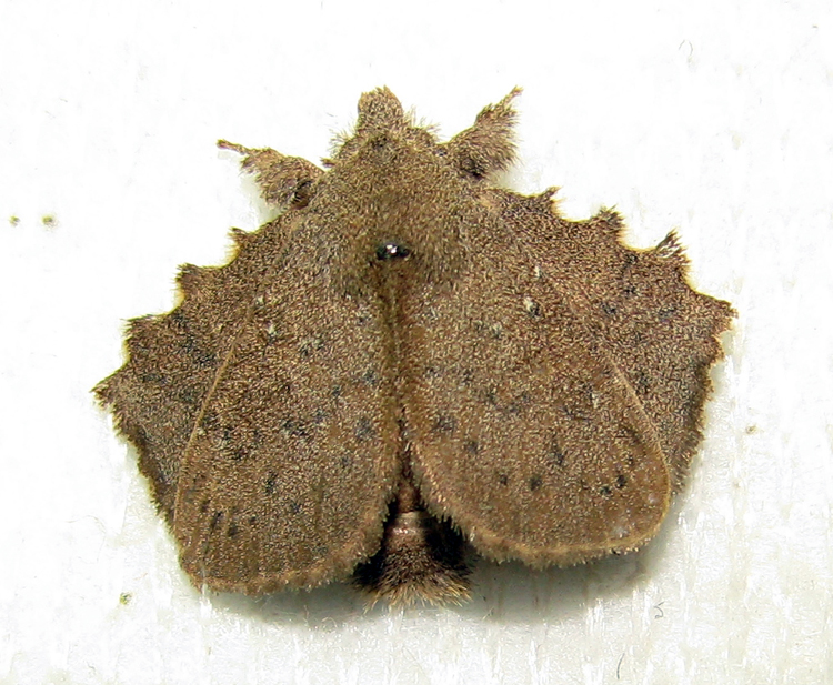 lepidoptera fam gen sp 2