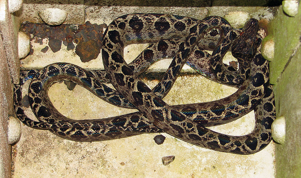 Corallus ruschenbergerii