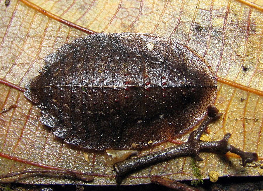 blattodea blaberidae gen sp