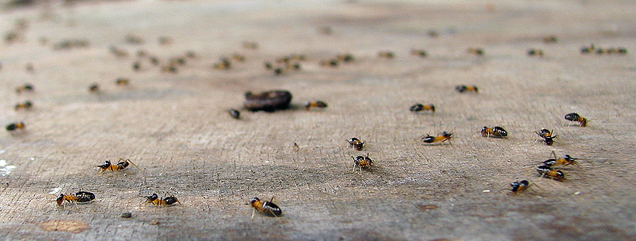 constrictotermes cavifrons