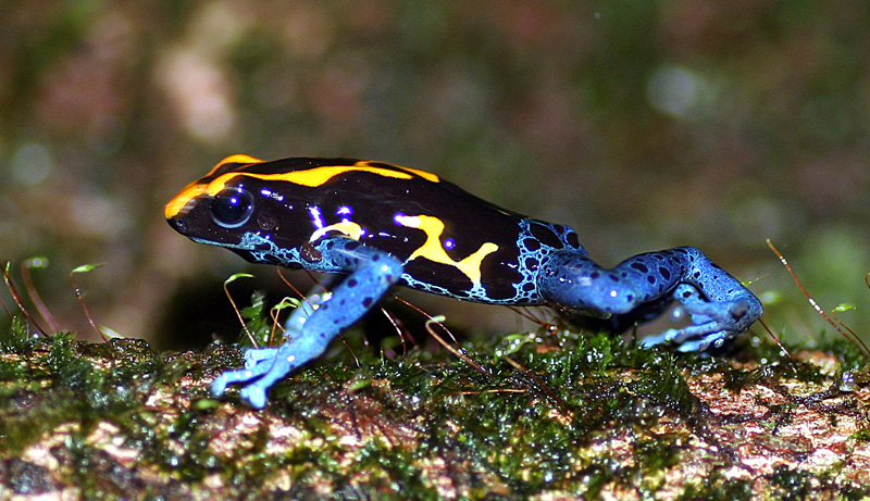 Dendrobates tinctorius