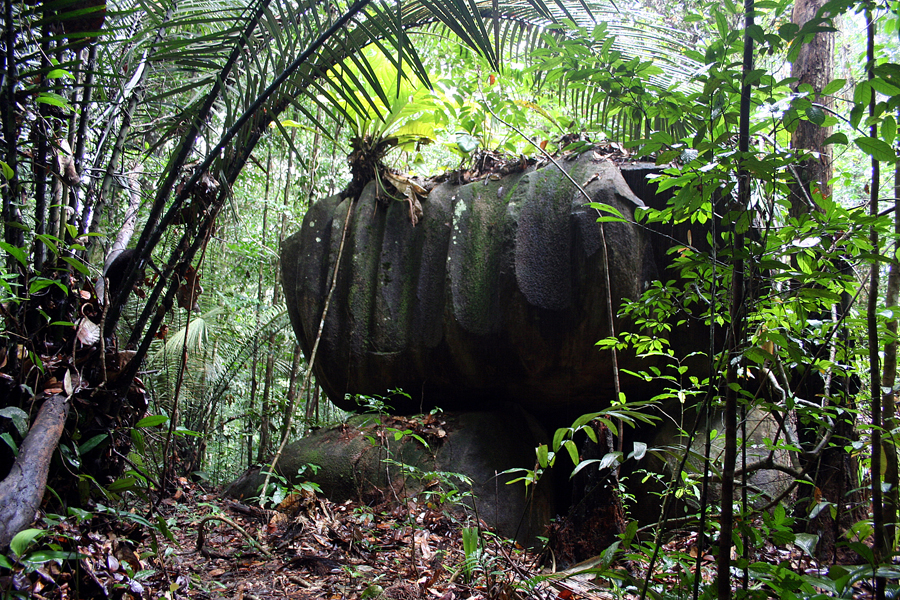 Nouragues forest stone