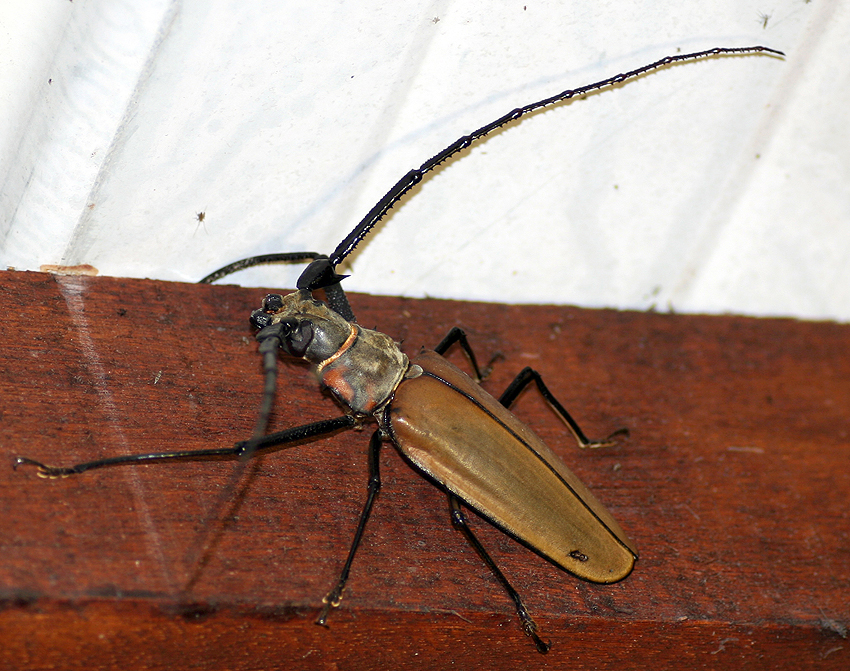 coleoptera cerambycidae gen sp