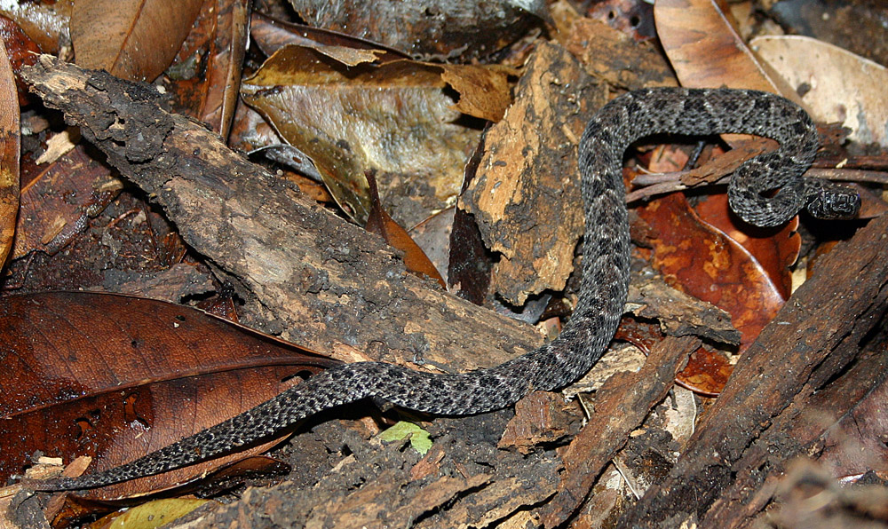 Bothrops atrox