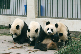 Pandy velké (Ailuropoda melanoleuca) v novém chovném centru Bifengxia (provincie Sichuan), kam byly přesunuty ze zničené stanice Wolong. Foto J. Suchomel