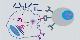 Předkládání antigenu: 1 – rozpoznání mikrobů pomocí buněčných receptorů TLR (Toll-Like Receptors, Živa 2010, 2: 50–52) a dalších receptorů přirozené imunity; 2 – příprava antigenních peptidů z mikrobů; 3 – transport peptidů navázaných na molekuly MHC na povrch předkládající buňky; 4 – specifické  rozpoznání antigenu receptorem TCR  (T-Cell Receptor) na T lymfocytu. Vznik klonu z reaktivního T lymfocytu a generování specifické imunitní odpovědi.  Blíže v textu. Orig. I. Trebichavský