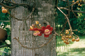 Ramiflorie (tvorba květů na větvích) až kauliflorie (kvetení na kmeni) lončatníku guyanského (Couroupita guianensis). Květ lončatníku produkuje ve věnci tyčinek kolem blizny (v kruhové lysině uprostřed) pyl  způsobilý k oplození, kdežto v prašnících na předsunutém androforu (vzniká srůstem nitek tyčinek) jen pyl určený k výživě opylovačů. Foto M. Studnička