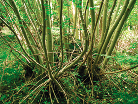 Odrostlý pařezový polykormon ve fázi těsně před smýcením (Bradfield Woods, východní Anglie). Foto R. Hédl