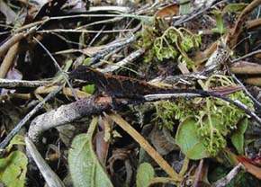 Anolis Norops cobanensis žije pouze na několika lokalitách horských mlžných lesů v Guatemale. Samice z rezervace Biotopo del Quetzal v provincii Baja Verapaz. Foto R. Šíma