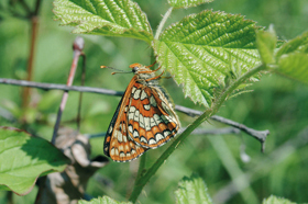 Samec hnědáska osikového (Euphydryas maturna) je o něco menší než samice. 
<br/>Foto O. Čížek