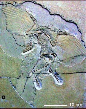 Originály desek třetího nálezu, tzv. Berlínského exempláře archeopteryxe z r. 1876 z okolí města Eichstättu jsou dosud nejlépe zachovaným nálezem s dokonale zachovanou lebkou, kostmi končetin a letkami na křídlech. Paleontologické muzeum v Berlíně, foto O. Fejfar (2004) 