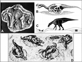 Způsoby hnízdění dinosaurů. A, B - Nález kostry na hnízdě vajec a model hnízdícího teropodního maniraptora r. Oviraptor. Podle M. A. Norella a kol. (1995); C, D - Velký ptakopánvý hadrosaur r. Maiasaura zpodobňuje odlišný model hnízdění. Podle J. R. Hornera a R. Makely (1979) a D. Normana (1985).