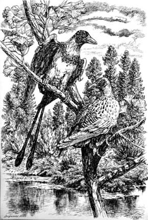Jedním z prvních známých nálezů fosilních ptáků je Confuciusornis sanctus. Jeho charakteristickým znakem jsou tři funkční prsty na křídlech. Orig. P. Major 