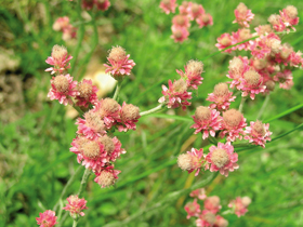 Kociánek dvoudomý (Antennaria dioica) býval v Čechách běžnou rostlinou. Dnes patří k silně ohroženým druhům. V okolí Vltavy je doposud relativně častý v borových lesích a v acidofilních doubravách. Foto J. Malíček