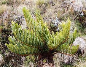 Nepřehlédnutelným prvkem keřovité vegetace Papuy-Nové Guineje jsou stromovité kapradiny rodu Cyathea. Mají velké tuhé listy chráněné před výkyvy teplot hustým pokryvem trichomů. Foto D. Stančík