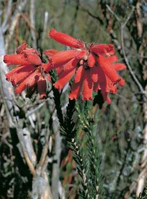 Zástupce typické kapské čel. vřesovcovitých (Ericaceae)  Erica cerinthoides. Tento dekorativní druh byl zřejmě prvním kapským vřesovcem, který se dostal do Evropy. Foto J. Suda