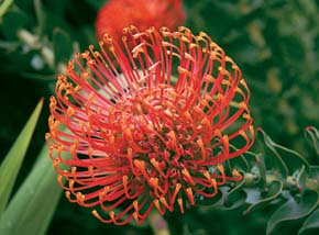 Detailní pohled do květenství Leucospermum cordifolium z čel. proteovitých (Proteaceae). Zobrazený druh patří mezi populární okrasné rostliny a byl opakovaně použit při šlechtění zahradních hybridů. Foto R. Sudová 