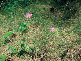 Diploidní chrastavec rolní hadcový (Knautia arvensis subsp. serpentinicola) na světlině v borovém lese na dolnokralovických hadcích. Foto F. Kolář