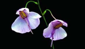 Květy bublinatky ledvinité (Utricularia reniformis) se vyrovnají krásou i vzácností orchidejím. Foto M. Studnička 