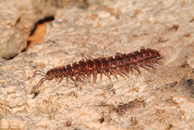 Plochule křehká (Polydesmus complanatus) se pohybovala převážně v ekotonu podél linie lužního lesa a louky. Foto F. Trnka