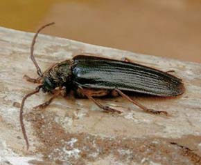 Tesařík trnoštítec horský (Tragosoma depsarium) – dospělec nalezený v kuklové kolébce v době, kdy začínal tvořit výletový otvor. Foto J. Foit