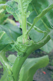 Roubování tabáku (Nicotiana tabacum cv. Samsun). Užito podnože ve fázi 5–6 listů, roubu ve fázi čtyř listů. Tato technika byla od poloviny 30. let 20. stol. využívána, včetně tabáků, pro důkaz transportu květotvorných látek (florigenu) z kvetoucí podnože do nekvetoucího roubu. Foto P. Vojvodová, katedra fyziologie rostlin PřF UK, Praha
<br/>
<br/>